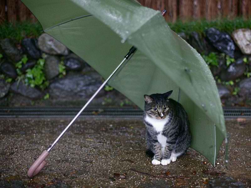 cat-umbrella-2.jpg